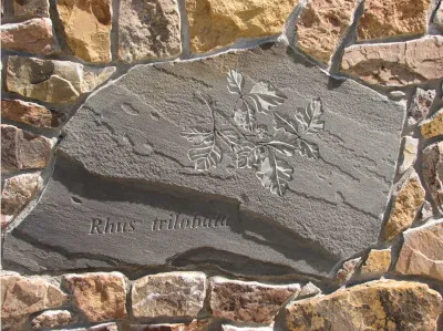 Picture of a stone leaf carving along the Pedestrian Spine 