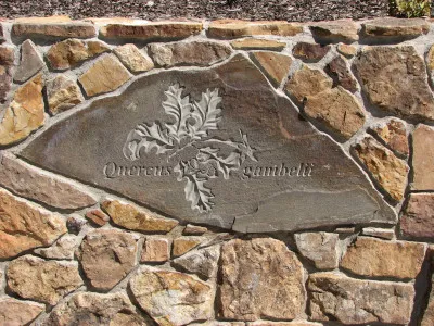 Picture of another stone leaf carving along Pedestrian Spine 